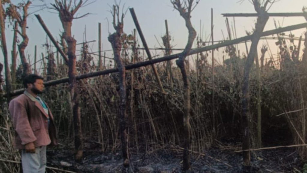 পানের বরজ পুড়ে ছাই, ভুল তথ্য পেয়ে চায়ের দোকানে ফায়ার সার্ভিস