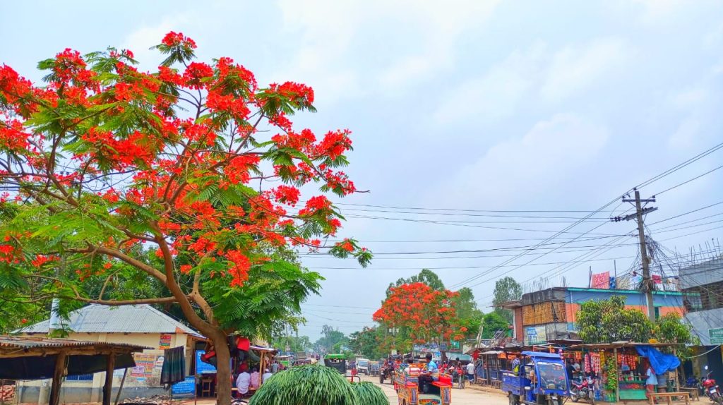 ধামইরহাটে তীব্র তাপদাহের মাঝেও মুগ্ধতা ছড়াচ্ছে কৃষ্ণচূড়া