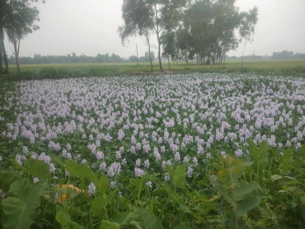 কচুরিপানা ফুলের সৌন্দর্য প্রকৃতিতে মুগ্ধতা ছড়াচ্ছে