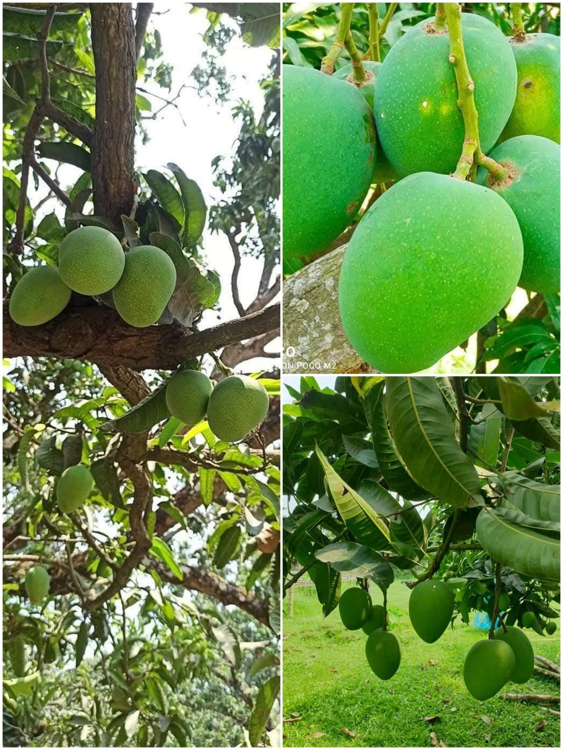 আমের রাজধানী খ্যাত চাঁপাইনবাবগঞ্জের সুস্বাদু আম শীঘ্রই বাজারে আসছে