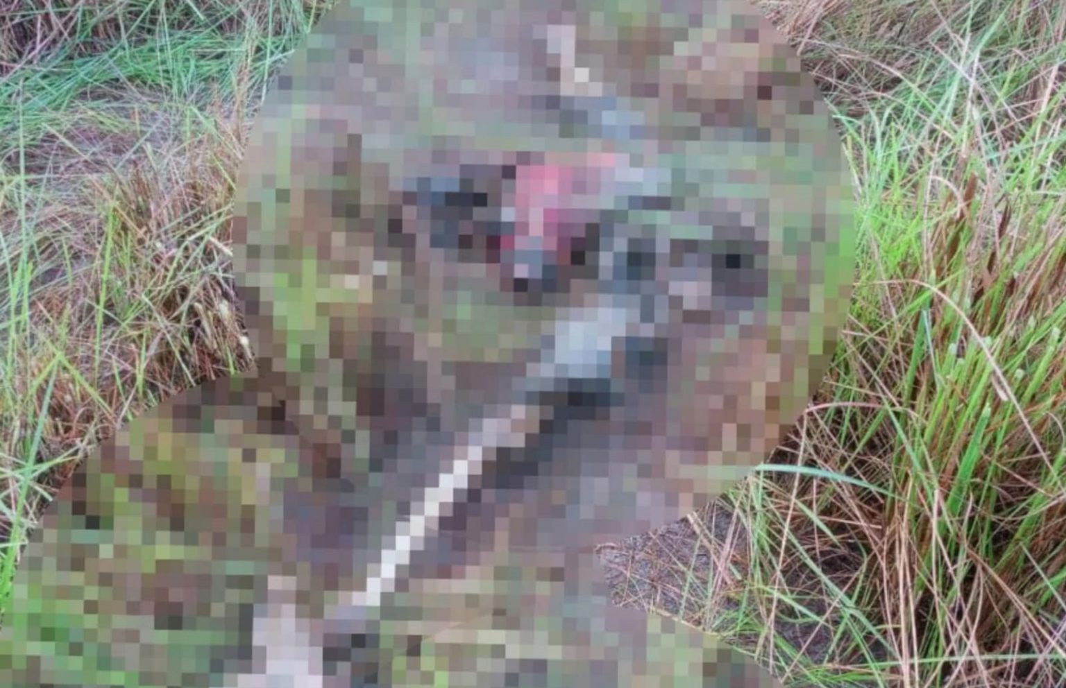 খুলনার ময়ূরী আবাসিক এলাকা থেকে খন্ডবীখন্ড লাশ উদ্ধার