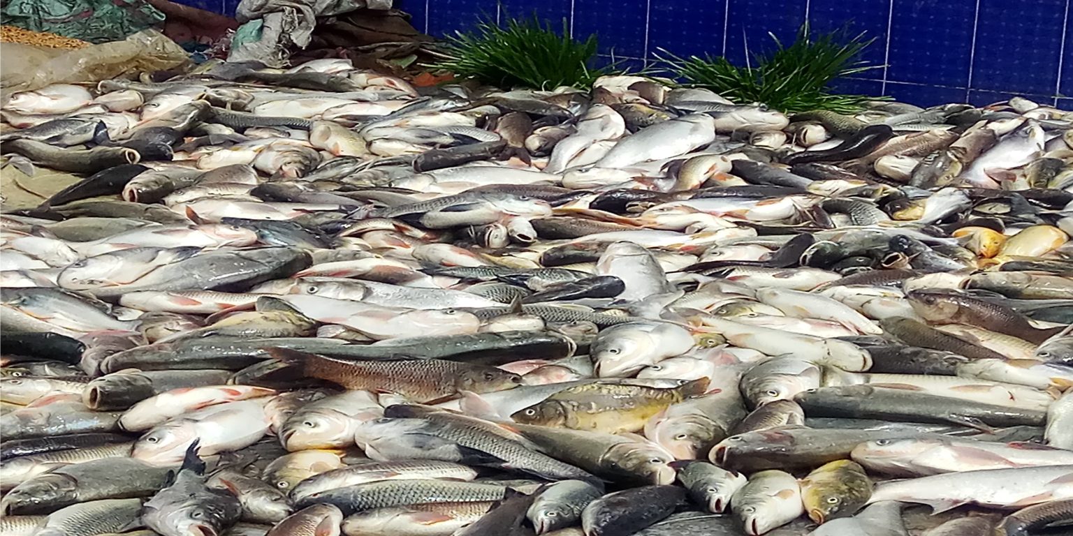 মোল্লাহাটে ঘেরে হামলা: ৩০ লাখ টাকার ক্ষতি, থানায় ৬৬ জনের বিরুদ্ধে মামলা