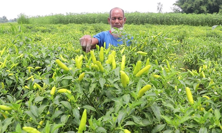 নওগাঁয় কাঁচা মরিচের ফলন বেশি, দাম কম, লোকসানে কৃষক