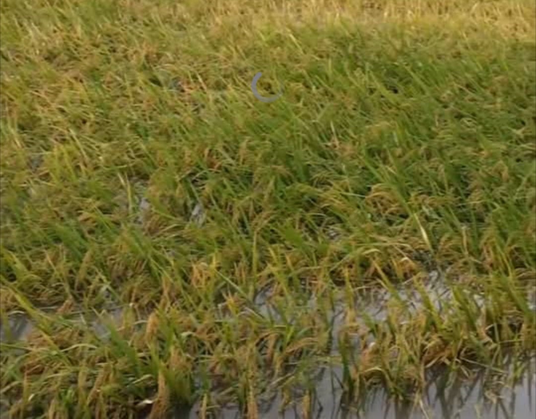 তানোরে টানা বর্ষণে বন্যা পানিতে ডুবেছে শতাধিক হেক্টর আমন ধান হতাশ কৃষক