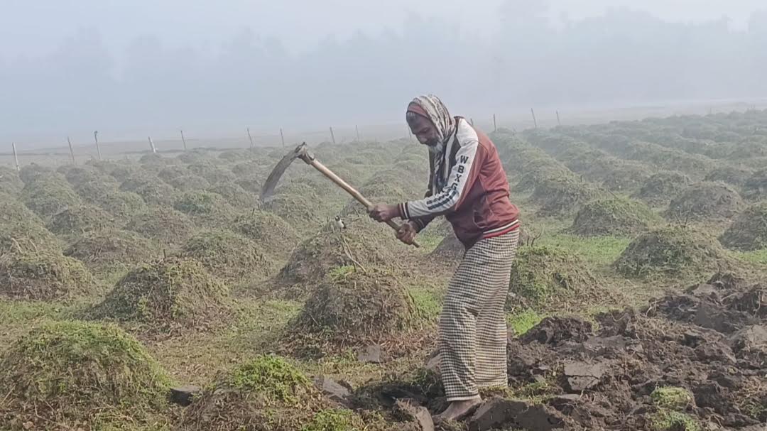 পঞ্চগড়ে তাপমাত্রা নেমেছে ৬ ডিগ্রির ঘরে