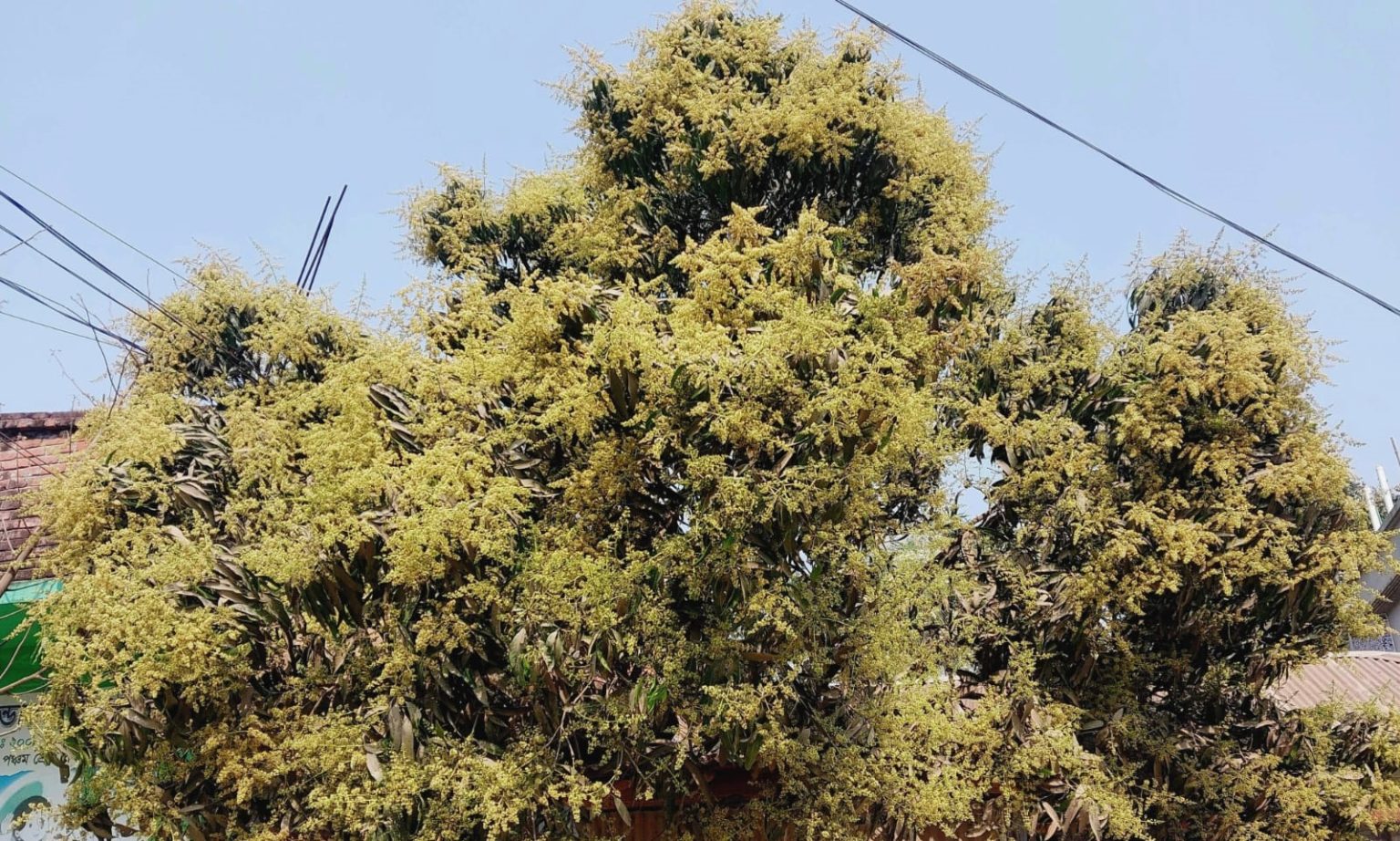 ফাল্গুনের শুরুতেই মুকুলে ভরে উঠেছে আম বাগান