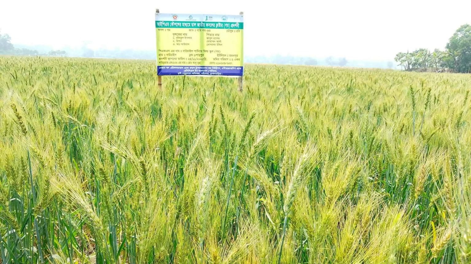 গমের বাম্পার ফলনের হাতছানি অনাবাদি জমিতেও হাসছে সোনালি ফসল