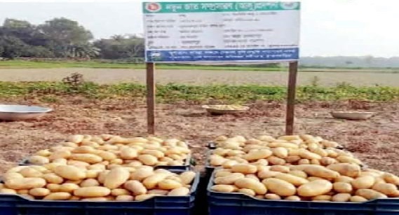 সানশাইন’ জাতের আলুতে বাম্পার ফলন হাসি ফুটেছে কৃষকের মুখে