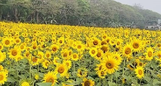 হলুদের হাসি, সূর্যমুখী চাষে বিল্পবের হাতছানি, লাভবান হচ্ছেন কৃষকরা