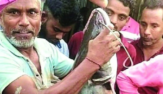 মেঘনায় বড়শিতে ধরা পড়ল ১৭ কেজির বোয়াল