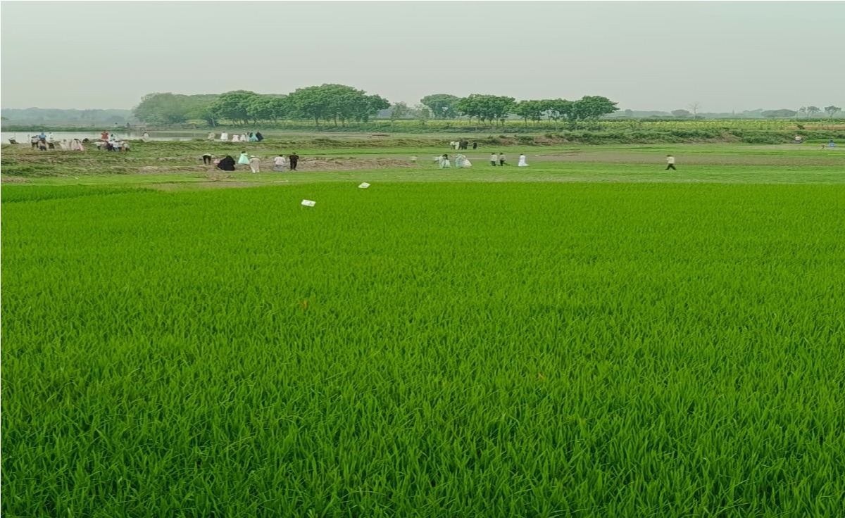 হারিয়ে যাওয়া সেই গ্রামবাংলা, নাই-এর মর্মবেদনা
