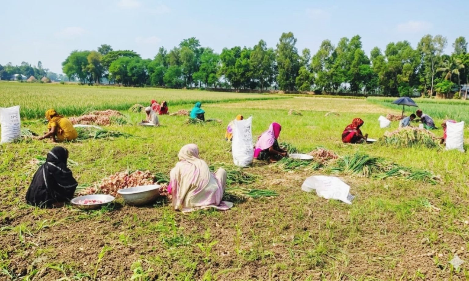 ঝিনাইদহে বৃষ্টির আশঙ্কায় পেঁয়াজ তোলায় ব্যস্ততা কৃষক, বাজারের দাম নিয়ে অনিশ্চয়তা কৃষকের