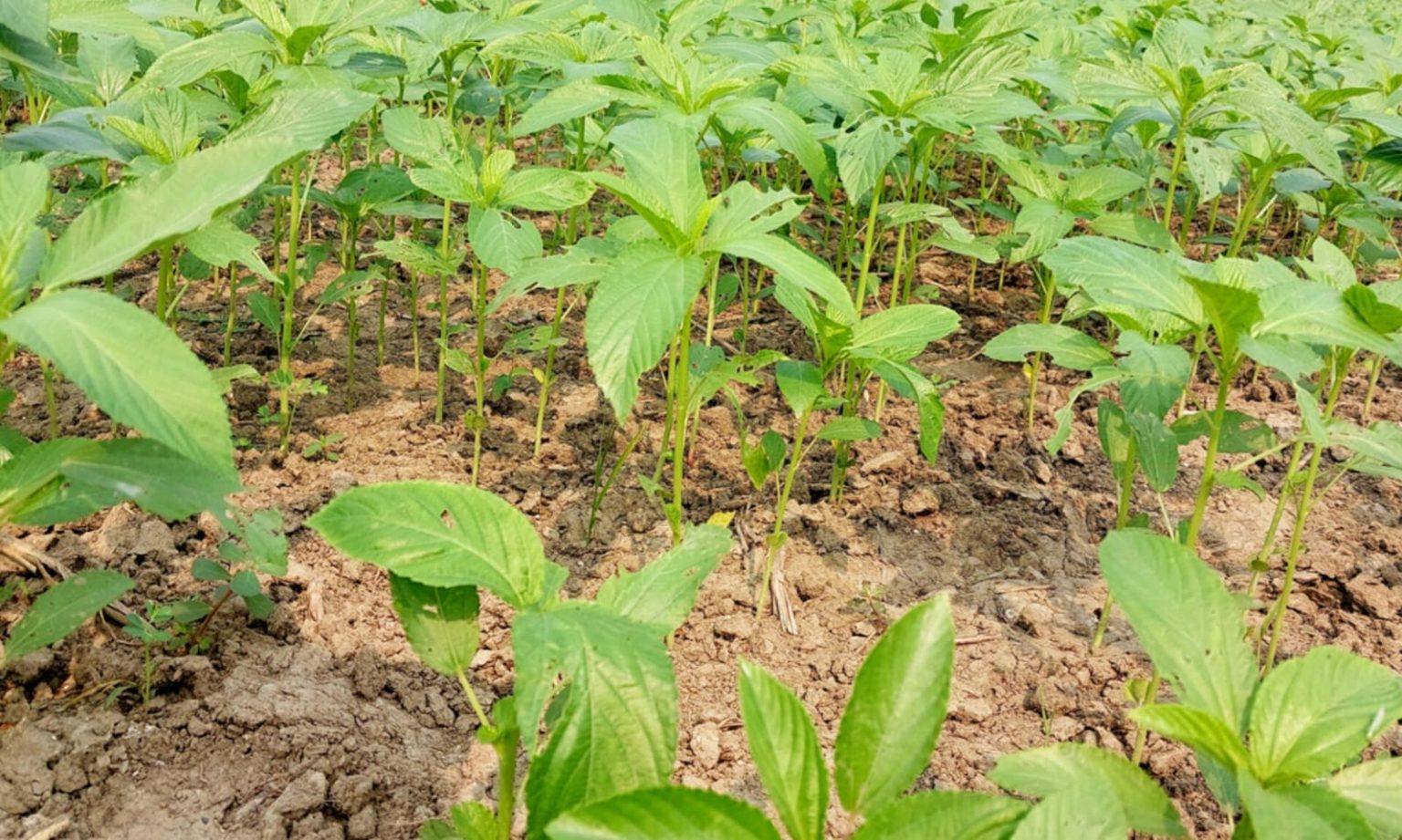 চলতি মৌসুমে ভালো দাম পাওয়ার আশায় বিভিন্ন মাঠে পাট চাষে কৃষকদের ব্যাপক আগ্রহ