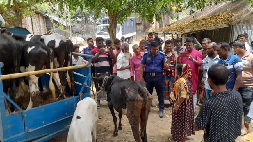 সামাজিক আধিপত্য বিস্তার নিয়ে সংঘর্ষে লুটপাটের ভয়ে আত্মীয়-স্বজনের বাড়িতে গরু-ছাগল স্থানান্তরিত