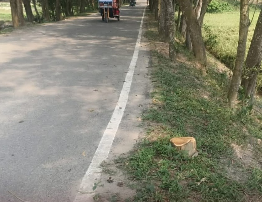 রাতের আঁধারে সরকারি বনায়নের গাছ চুরি, এলাকাবাসীর উদ্বেগ