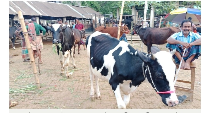 যশোরে বড় তিন পশুর হাট বিএনপি নেতাদের দখলে