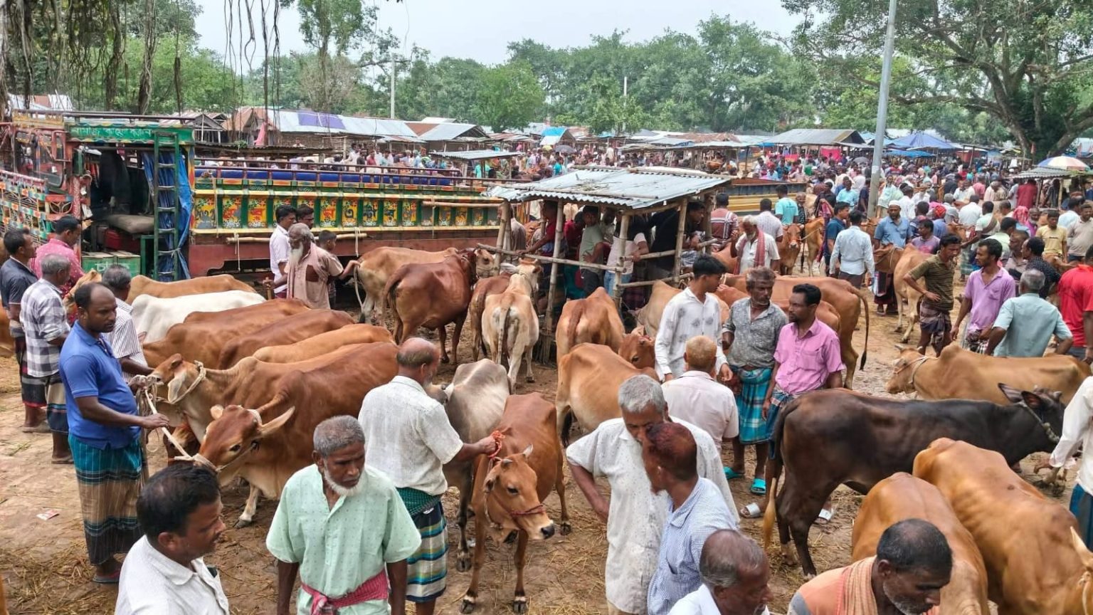 শেষ মুহূর্তে জমে উঠেছে পাবনা কাশিনাথপুর নগরবাড়ি পশুর হাট