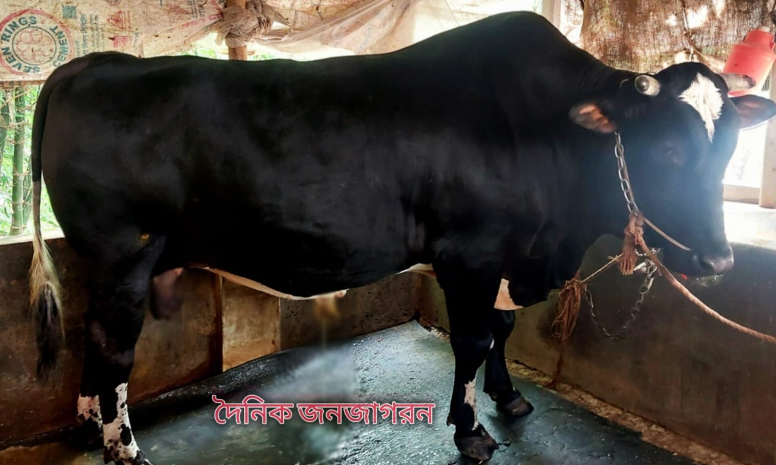 ঝিনাইদহে কোরবানিতে ২৭ মণ ওজনের ‘মনা’কে আগ্রহ, কোরবানির গরু বিক্রির প্রস্তুতি