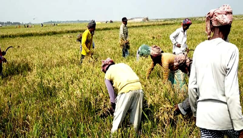লালমনিরহাটে ন্যায্যমূল্য না পেয়ে দুশ্চিন্তায় কৃষক