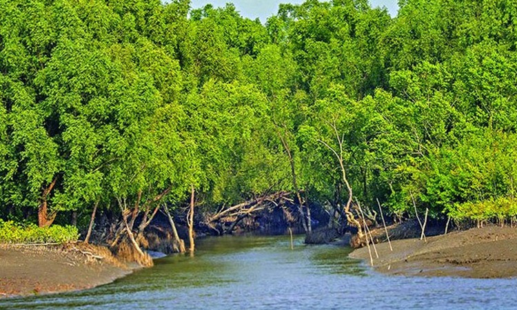 জীববৈচিত্র্য রক্ষায় ১ জুন থেকে ৩১ আগস্ট সুন্দরবনে প্রবেশে নিষেধাজ্ঞা
