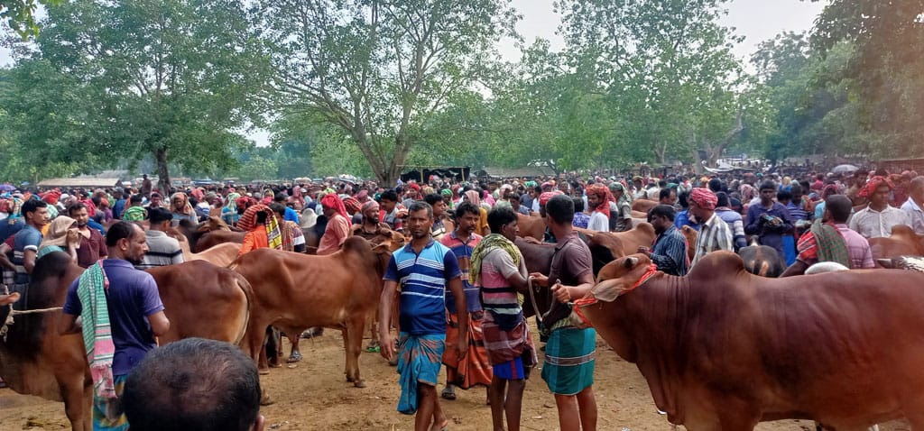 ঝিনাইদহে কোরবানীর পশু বিক্রি দরপত্রে নেই কোন সারা,ছয় হাট স্থানীয় নেতাদের কব্জায়