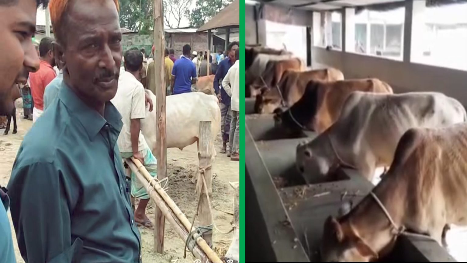 ঠাকুরগাঁওয়ে কুরবানির ঈদ সামনে রেখে ব্যস্ত খামারিরা