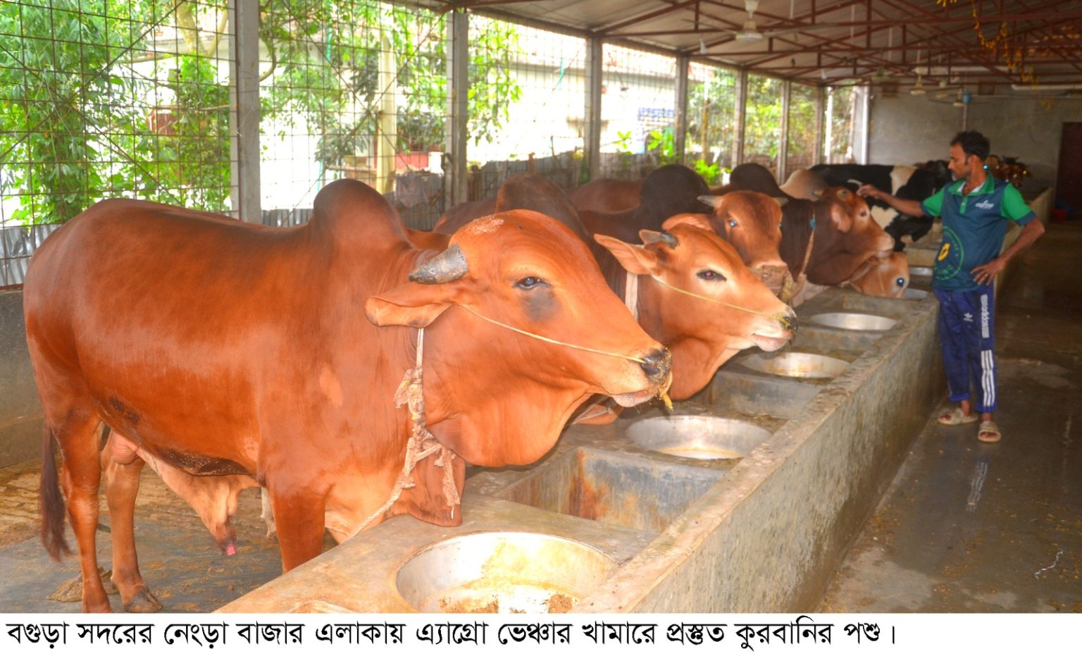 বগুড়ায় কুরবানির জন্য প্রস্তুত ৭ লাখ ৪০ হাজার পশু