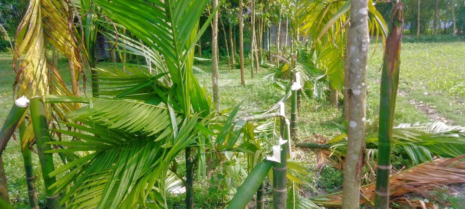 রাতের আঁধারে সুপারি গাছ কেটে দিল দুর্বৃত্তরা