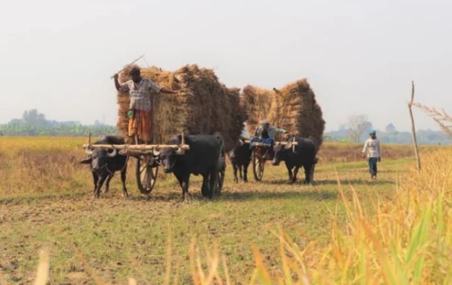 গরুর গাড়ি বোঝাই ধানে ফিরছে কৃষকের স্বপ্ন