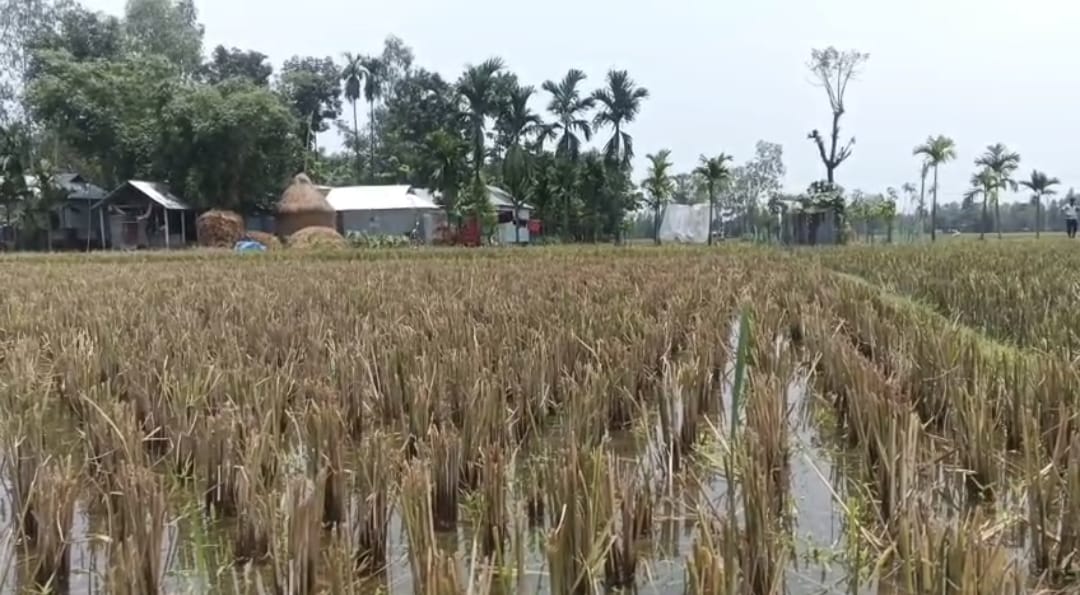 নাগেশ্বরীর নেওয়াশীতে ৫০ বছরের পুরনো জমি নিয়ে বিরোধ, উত্তেজনা বিরাজ করছে