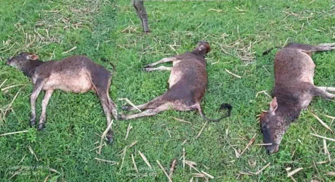 ঠাকুরগাঁওয়ের কঞ্চিপীর-মনাভিটা গ্রামে বজ্রপাতে গরুর মৃত্যু