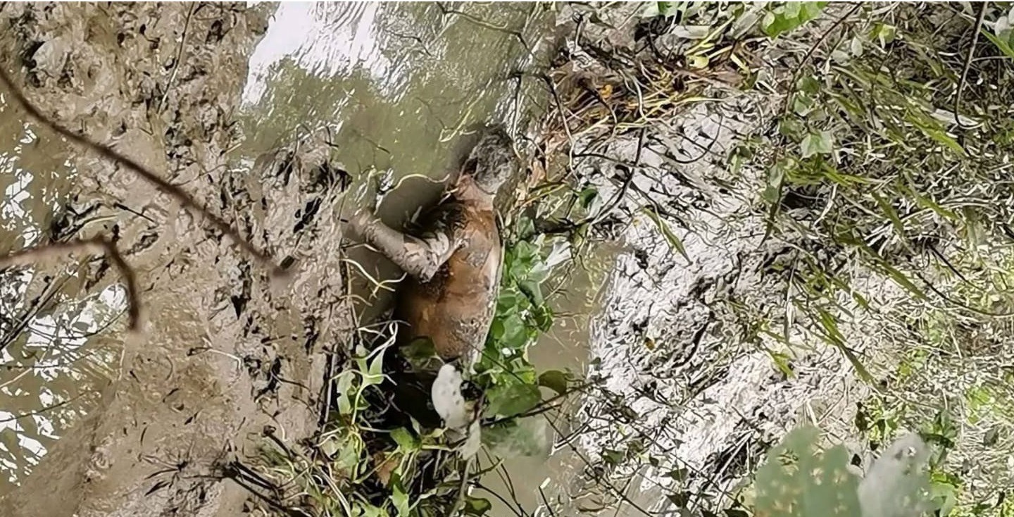 কলাপাড়া পায়রা বন্দর সংলগ্ন নদীর চর থেকে লাশ উদ্ধার