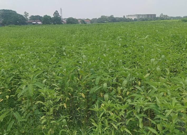মুন্সীগঞ্জে ৩ হাজার ৩৬৪ হেক্টর জমিতে পাট চাষ