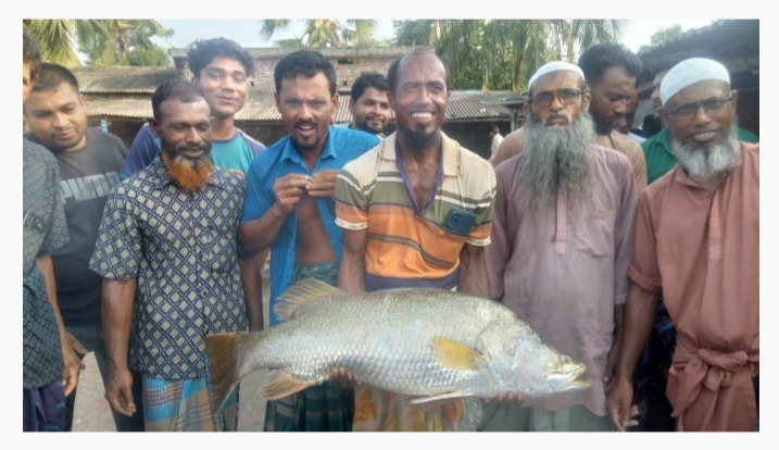 সাতক্ষীরায় জেলের জালে ধরা পড়লো ১২ কেজির ভেটকি মাছ