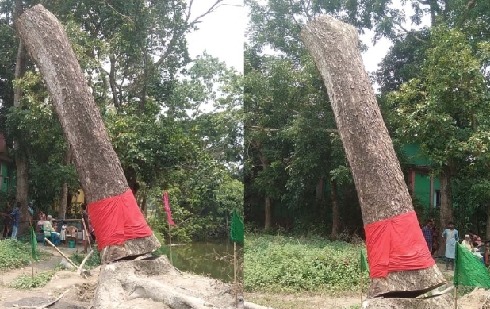 কেটে ফেলা উপড়ে যাওয়া গাছ অলৌকিকভাবে সোজা,শত শত মানুষের ভিড়, চলছে মানত