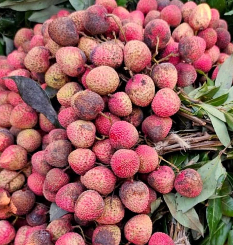 লোকসানের মুখে চাষিরা, পাবনা ঈশ্বরদীতে প্রখর রোদে পুড়ছে লিচুর চামড়া