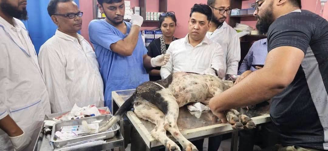 বগুড়ায় কুকুরকে নির্মমভাবে কূপিয়ে হত্যা চেষ্টার ঘটনায় বার্মিজ চা’কুসহ স্বপন গ্রেফতার