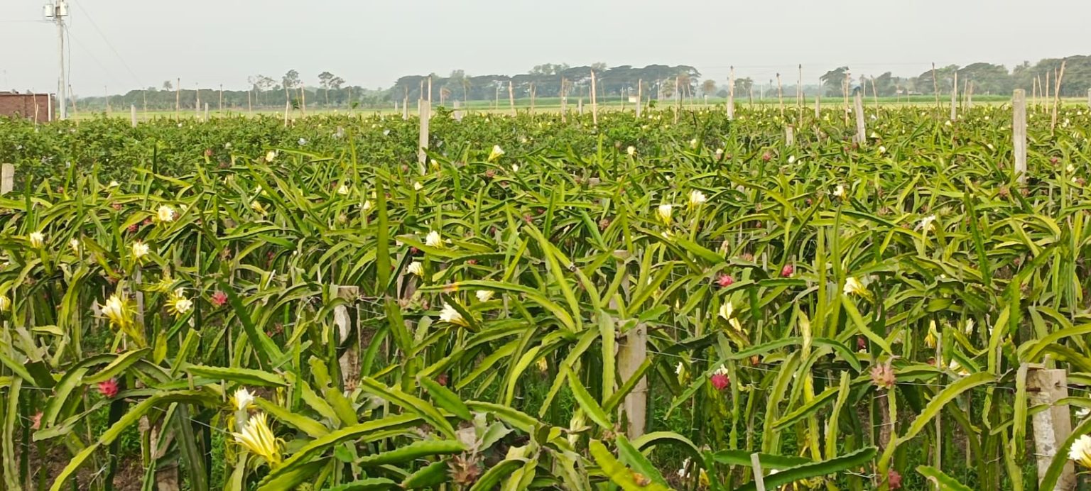 যশোর শার্শা উপজেলায় ড্রাগন চাষে ব্যাপক ফলনের আশা করছে চাষিরা