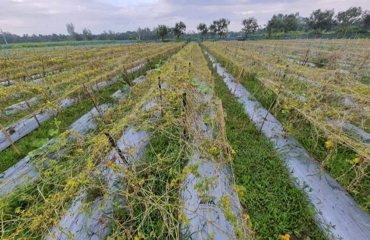 বগুড়ায় অতিবৃষ্টির কারণে কৃষকদের কপালে চিন্তার ভাঁজ