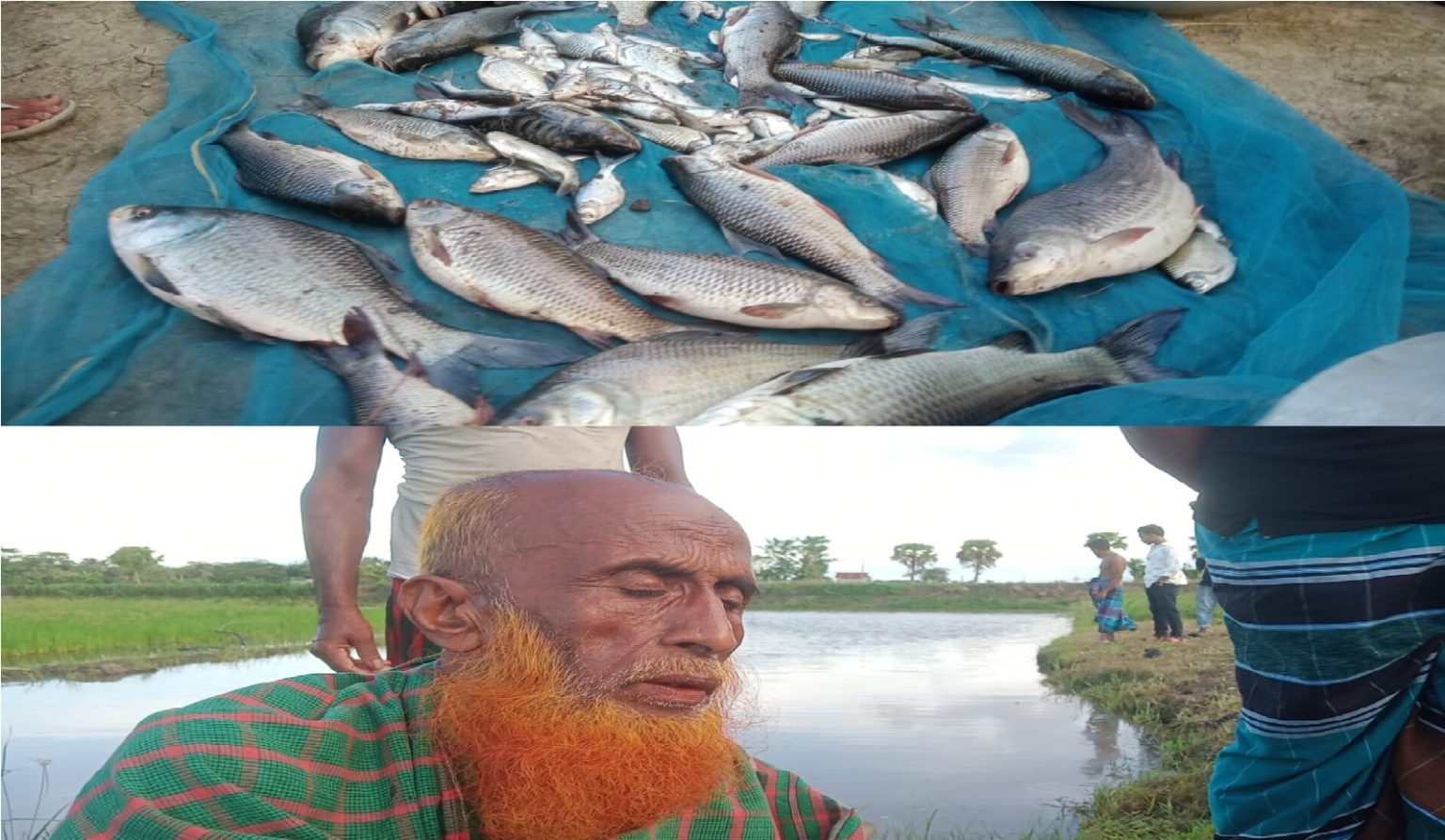 জমির বিরোধে বিষ দিয়ে বীর মুক্তিযোদ্ধার তিনটি ঘেরের মাছ নিধনের অভিযোগ