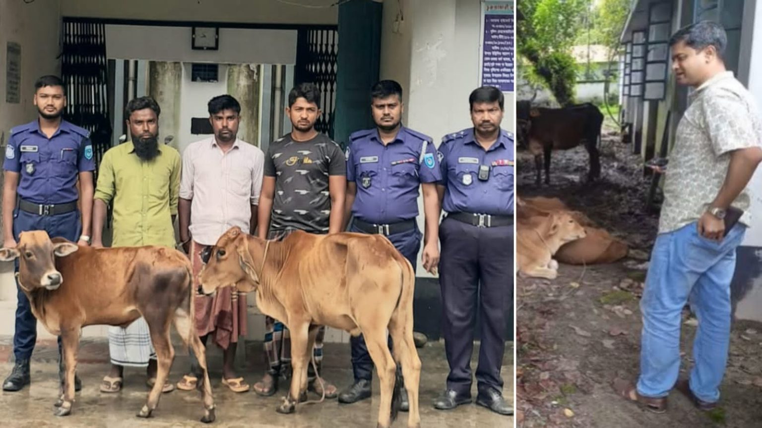 ভারতীয় গরু চোরাচালান চক্রের বিরুদ্ধে অভিযান