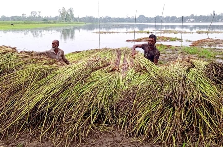 বগুড়ায় সুদিন ফিরছে পাট চাষে