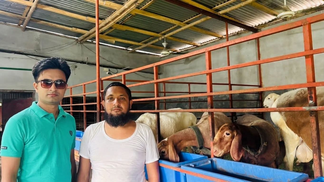 মরুভূমির দুম্বা আজ কুষ্টিয়ার সবুজ প্রান্তরে