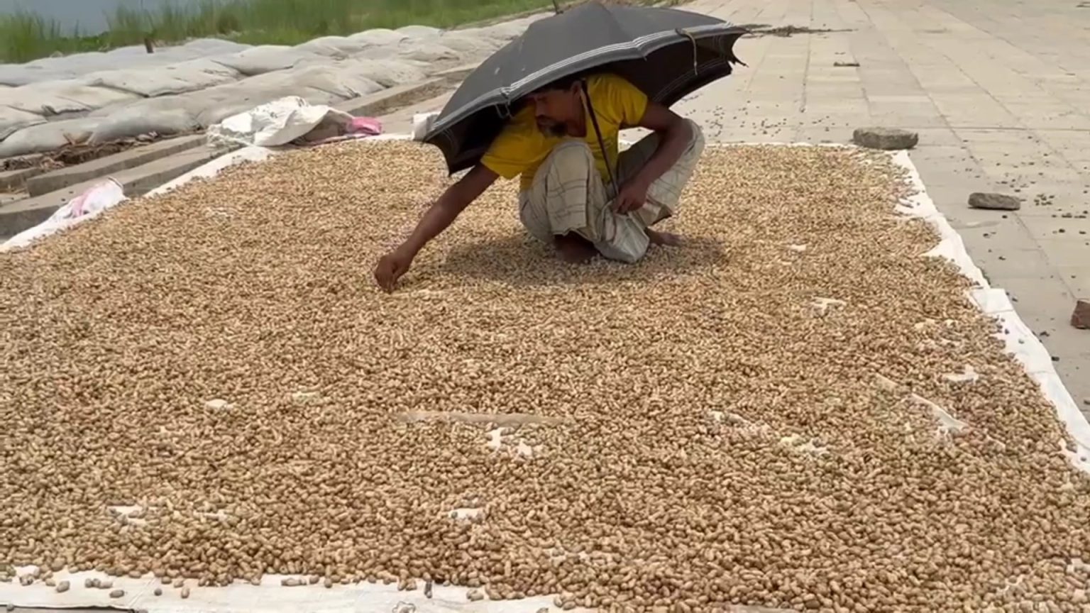 অনাবাদি বালুচরে বাদামের অধিক ফলনে বদলেছে শিবচরের চরাঞ্চল