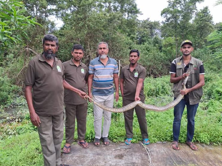 সুন্দরবনের লোকালয়ে অজগরের হানা: বন থেকে উদ্ধার করে পুনরায় অবমুক্ত