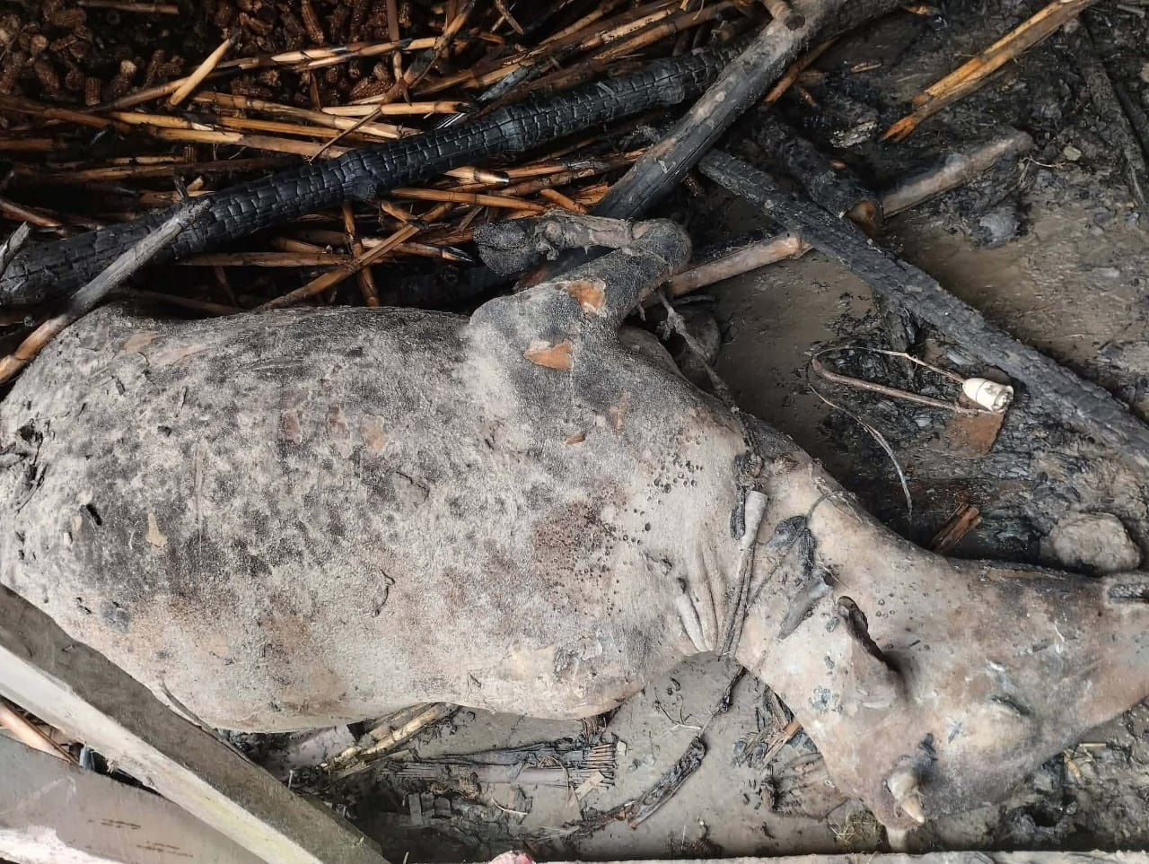 জামালপুরের বকশিগঞ্জ ভয়াবহ অগ্নিকাণ্ড: ঘরবাড়িসহ দুটি গরু পুড়ে ছাই, নিঃস্ব কৃষক মতি মিয়া