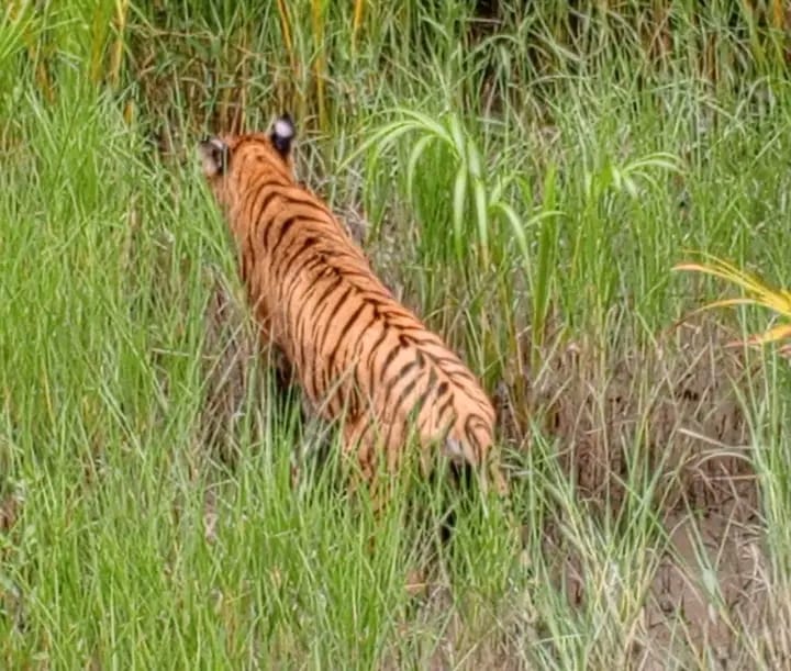 ৬মাস পরম যন্ত্রে চিকিৎসা প্রদানের পর অবমুক্ত করা হলো বাঘিনীকে