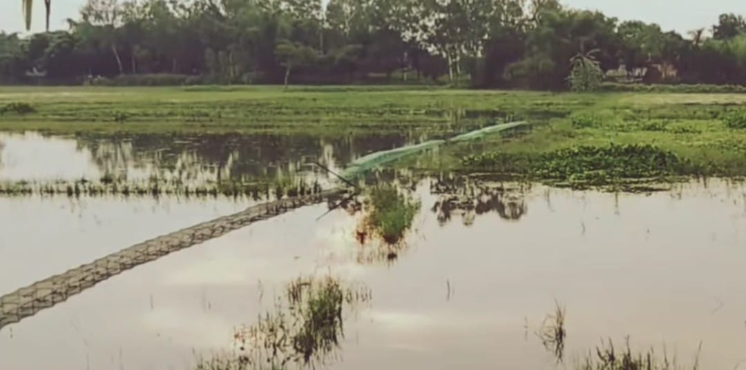 রানীশংকৈল ও বালিয়াডাঙ্গীতে বাড়ছে চায়না রিং জালের ব্যবহার