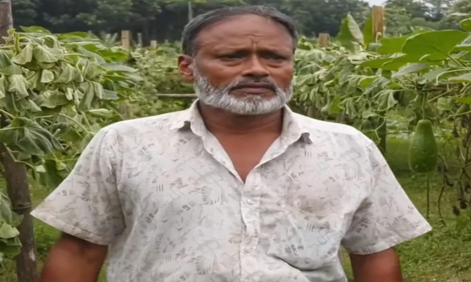 ঝিনাইদহে রাতের আধারে দুর্বৃত্তরা কেটে দিলো কৃষকের ফলন্ত লাউখেত, একই ঘটনার পুনরাবৃত্তি