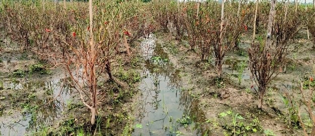 টানা বর্ষণে বদলগাছীতে সবজির ব্যাপক ক্ষতি, বাজারে লাগামহীন মূল্যবৃদ্ধি